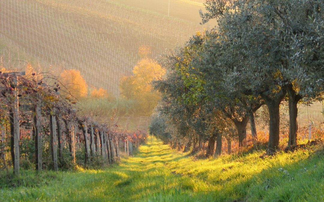 Woodbury Wine Wizard