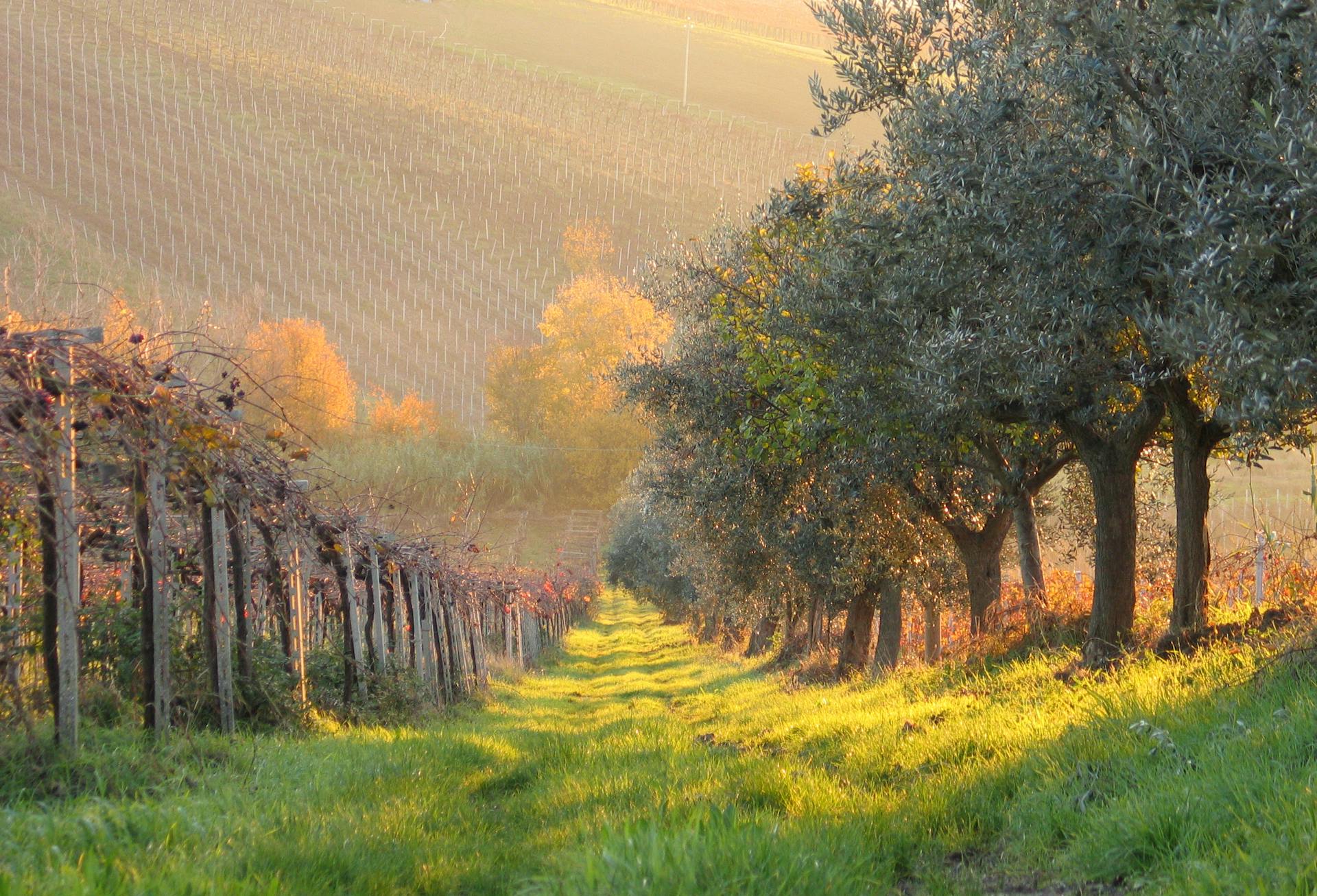 Italian Vineyard