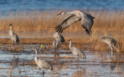 Sandhill Cranes at Crex Meadows