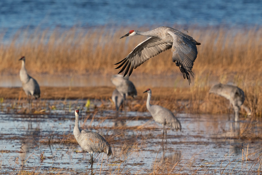 Sandhill Cranes at Crex Meadows