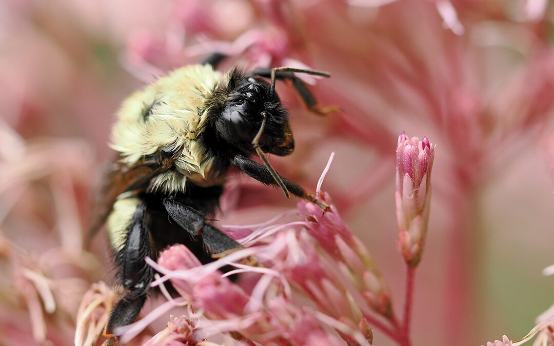 Backyard Bee