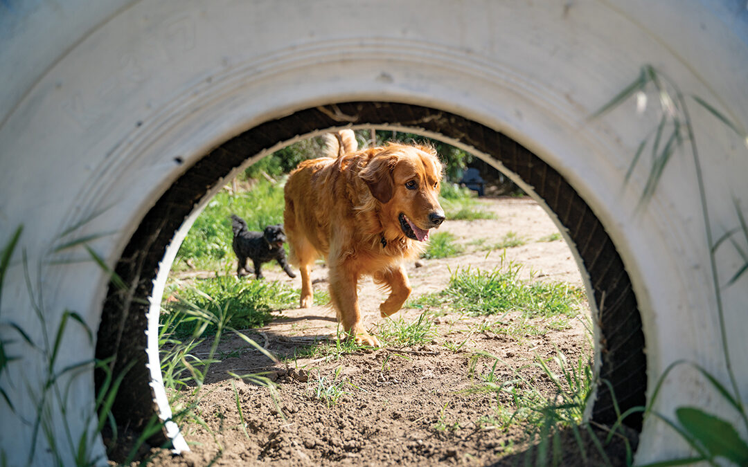 Sniffspot Is Airbnb for Dogs