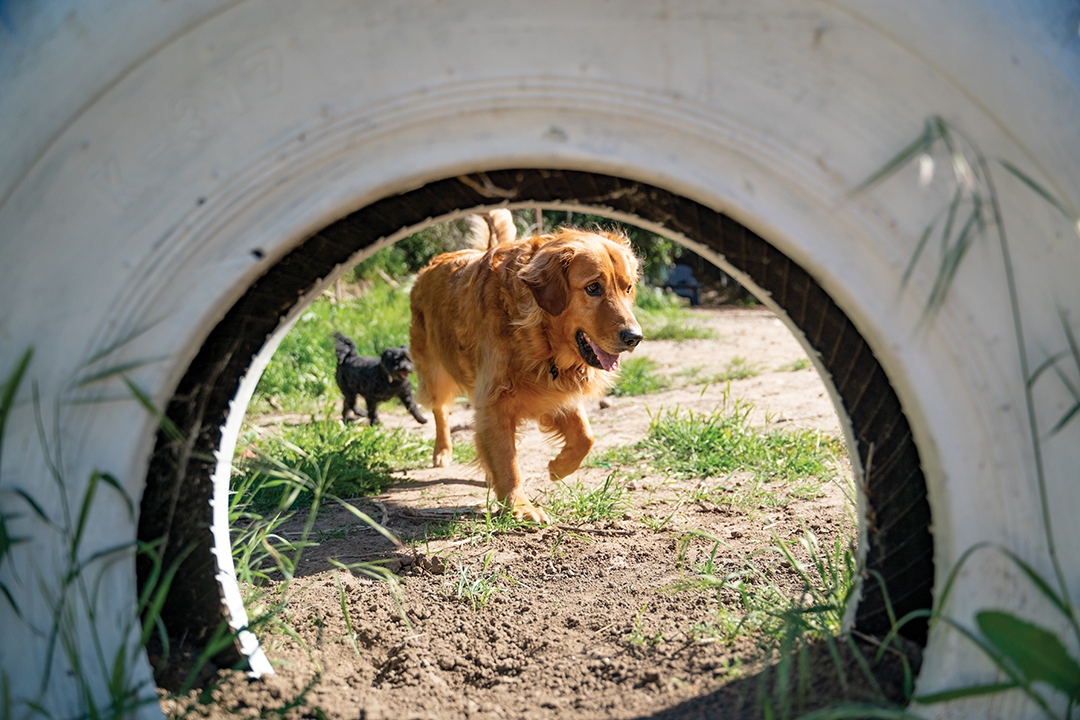 Sniffspot is to dogs what Airbnb is for people—but rather than sleeping, it’s an opportunity for play time. In Woodbury, there are several options for pet owners to reserve spaces for playing, swimming and more. 