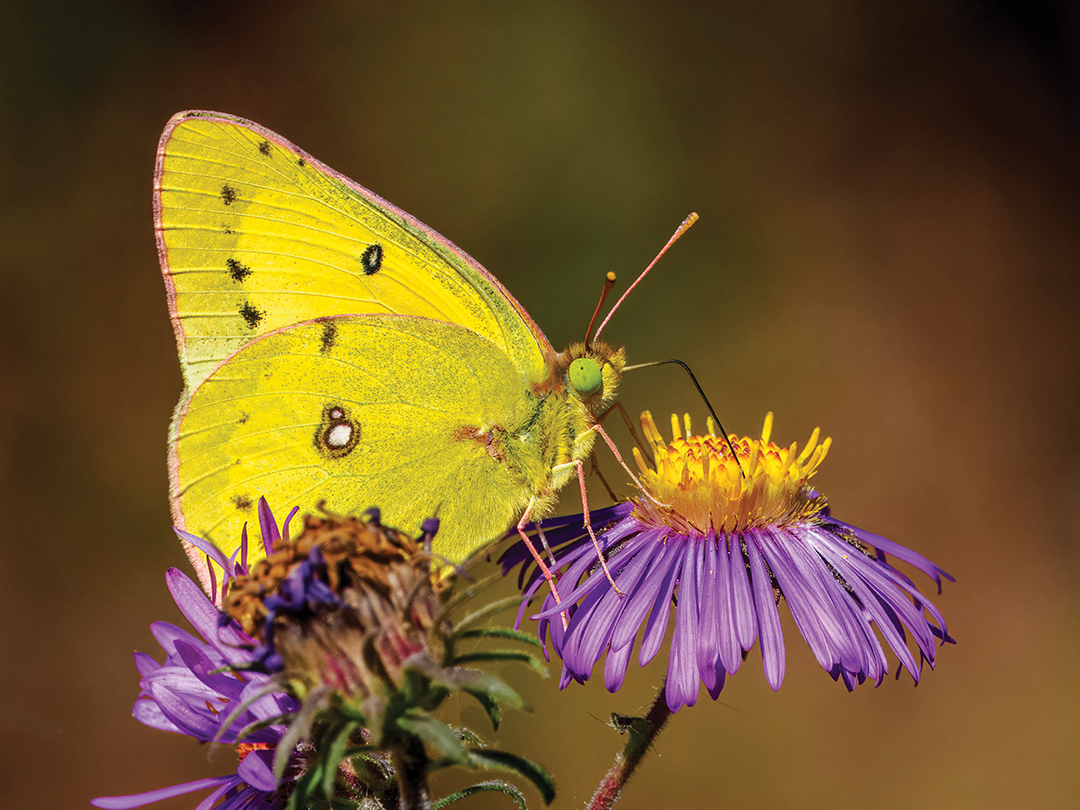 Butterfly Magic