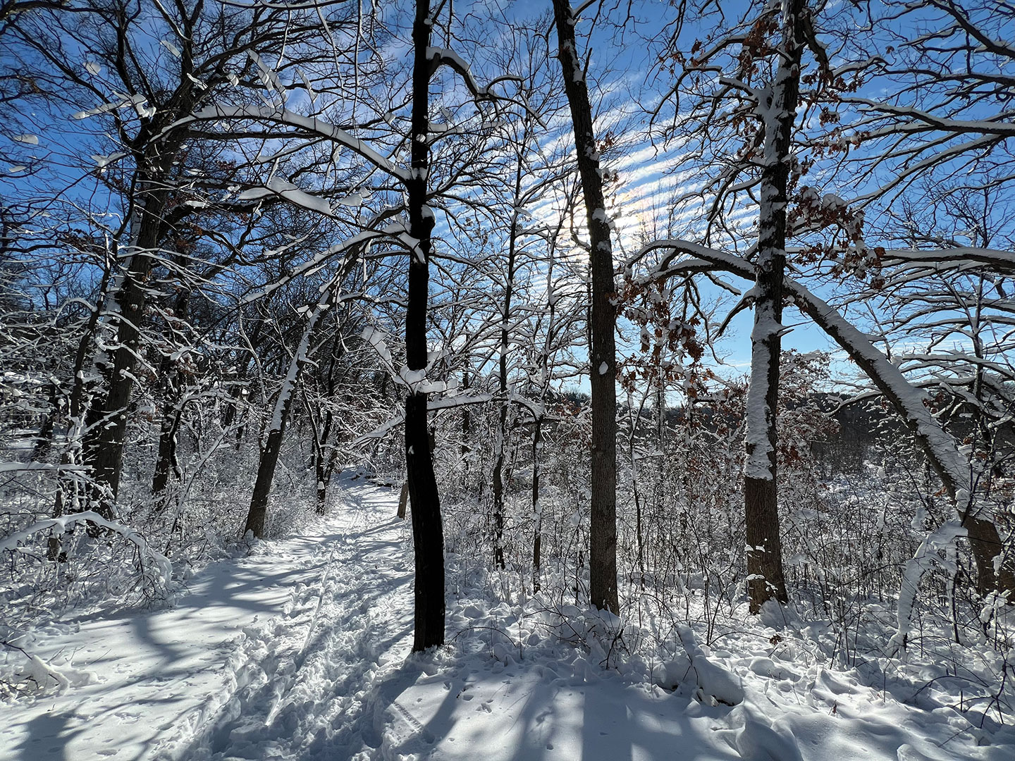 Tamarack Nature Preserve is a place of quiet solitude throughout the seasons, as seen in Winter Tamarack Path taken by Todd Wiessner. 