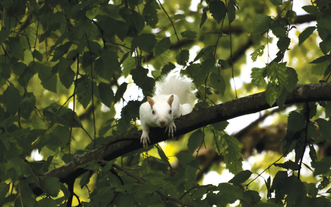 Forager of the Season