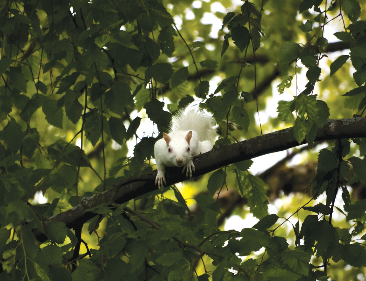 Forager of the Season