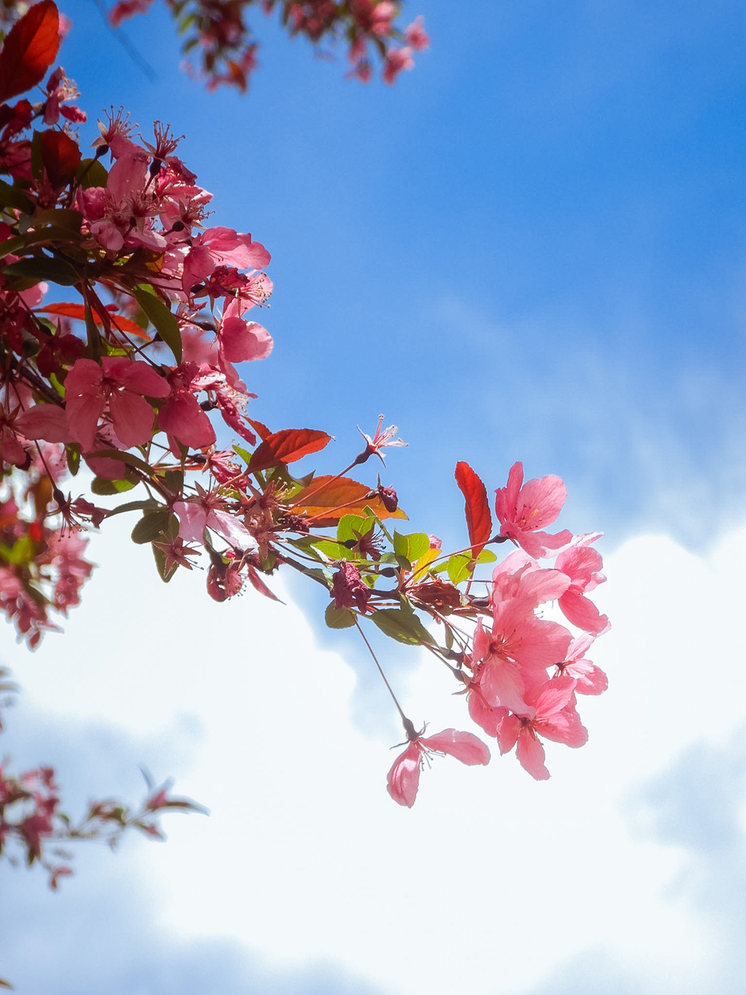 Blossoms of May