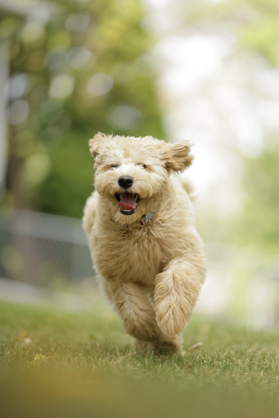 Happy Dog