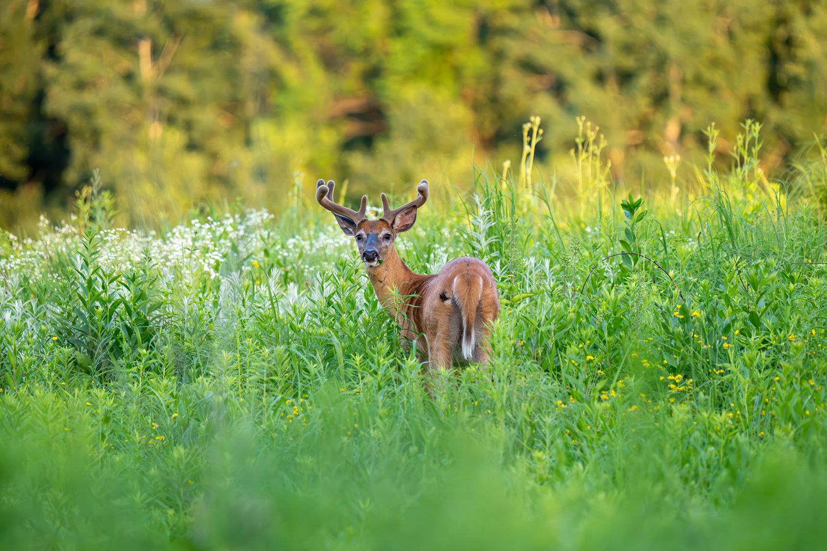 Summer Buck