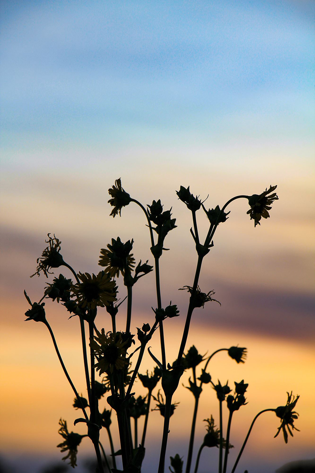 A Silhouette of Decay
