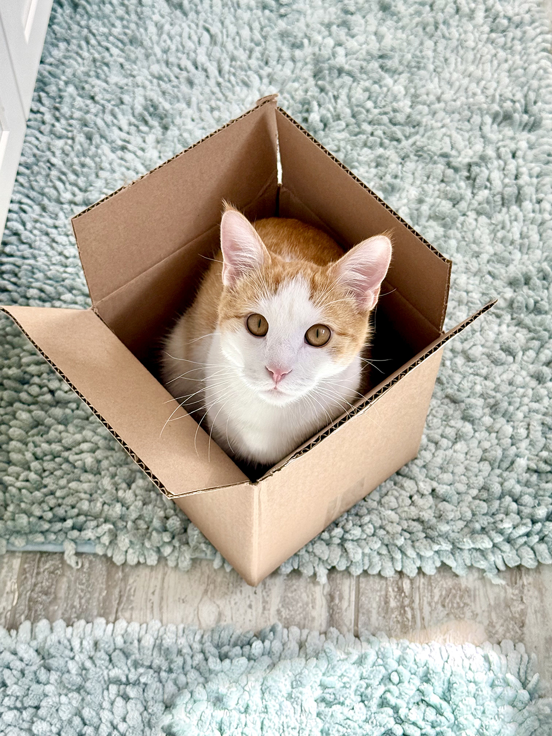 Charlie in a Box