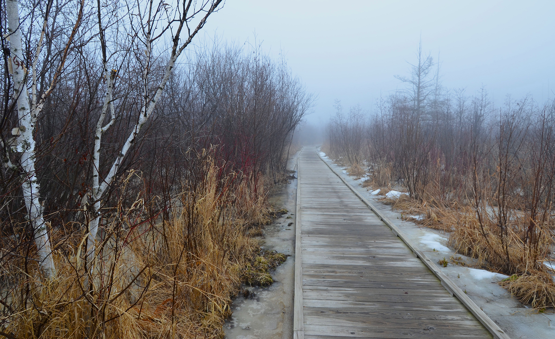 Misty Passage Through Tamarack Preserve