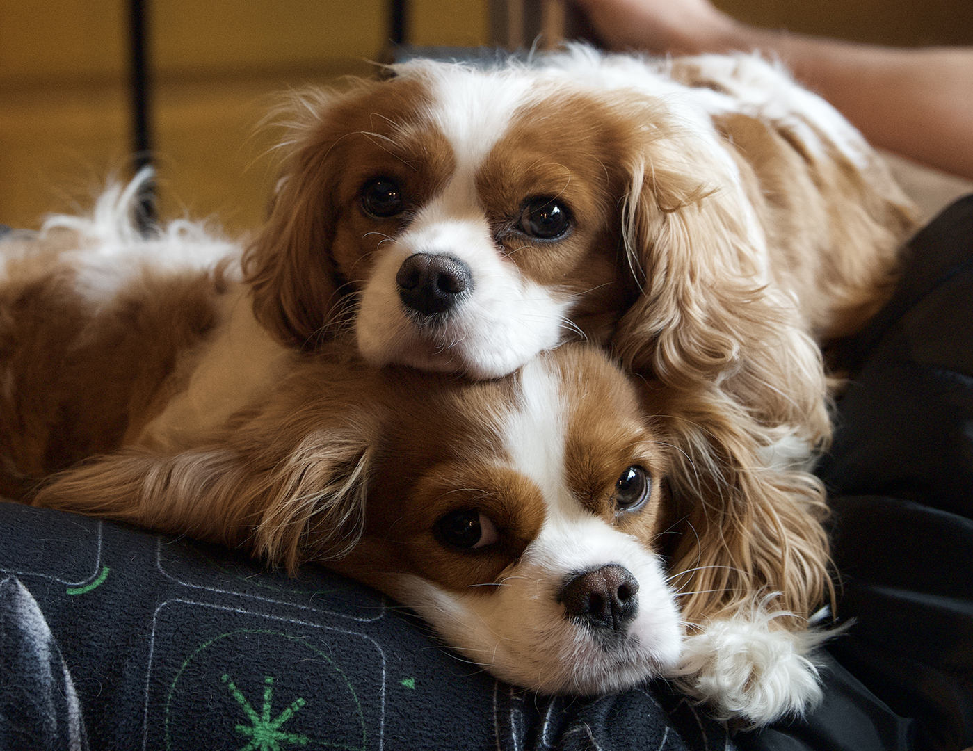 Double Snuggles