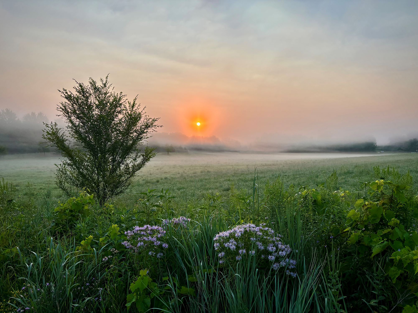 Misty Fields of Summer at Golden Hour